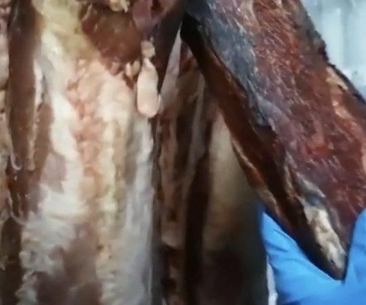 Rosarno – sequestrati 700kg di carne in noto ristorante. Violazioni in materia di lavoro: sospesa attività