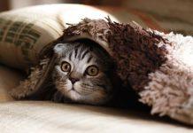 Capodanno: il decalogo per proteggere gli animali dai botti