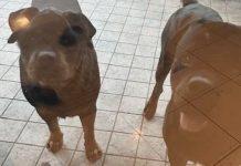 Donna muore sbranata dai suoi cani