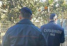 Controlli dei carabinieri nei canili nel reggino: sequestrate 3 strutture con 200 cani