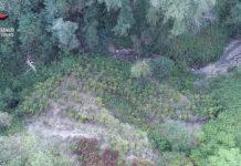 Scoperta piantagione di mille metri quadrati: due arresti