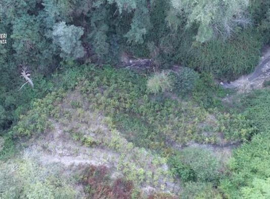 Scoperta piantagione di mille metri quadrati: due arresti