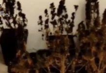 Operazione “New age” – produzione e spaccio di droga: 13 arresti a Cittanova e Taurianova