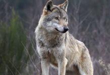 Lupo ucciso a colpi di fucile in Aspromonte