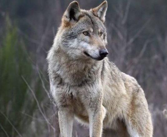 Lupo ucciso a colpi di fucile in Aspromonte