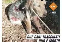 Cagnoline legate con cappio ad auto e trascinate nel reggino: una muore l’altra in gravi condizioni