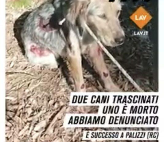 Cagnoline legate con cappio ad auto e trascinate nel reggino: una muore l’altra in gravi condizioni