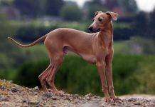 Cane scuoiato in strada, è caccia al responsabile: ricompensa di 5 mila euro