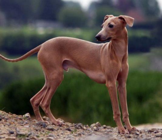 Cane scuoiato in strada, è caccia al responsabile: ricompensa di 5 mila euro