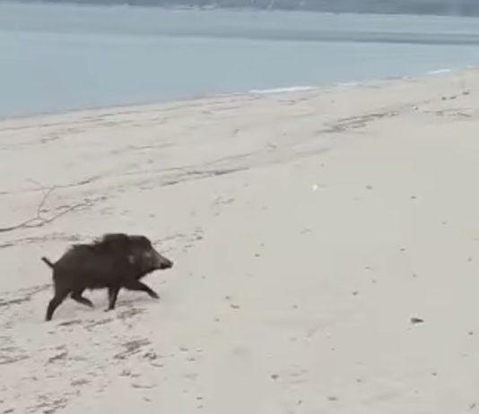 Cinghiale a spasso sulla spiaggia di San Ferdinando – il comune: “Attivati protocolli sicurezza”