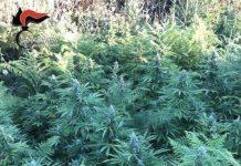 Scoperta piantagione di cannabis: due arresti