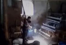 Calabria: uccide maiale a bastonate e condivide video su social