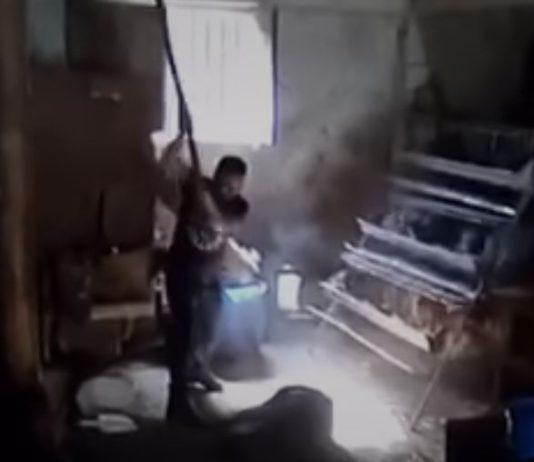 Calabria: uccide maiale a bastonate e condivide video su social