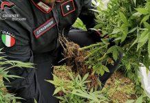 Scoperta coltivazione di marijuana: arrestato 52enne
