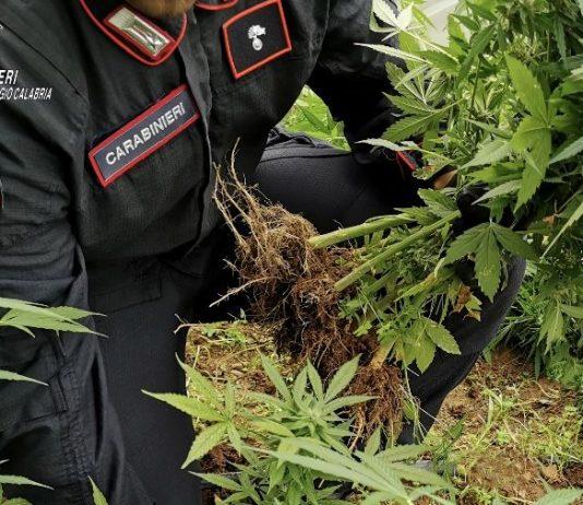 Scoperta coltivazione di marijuana: arrestato 52enne