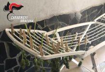 Marijuana ad essiccare su stendino, 35enne arrestato per coltivazione e detenzione ai fini di spaccio