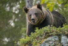 Orsa JJ4, Marco Ianes (ambientalista): “L’orsa è in buono stato di salute e non rappresenta alcun pericolo perché ahimè è segregata in una gabbia”