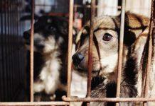 Nascondeva droga all’interno del proprio canile, arrestato 37enne