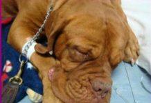 Cane morto, veterinari si difendono. Scontro tra le parti, i padroni: “Visionate telecamere, non accettiamo falsità”