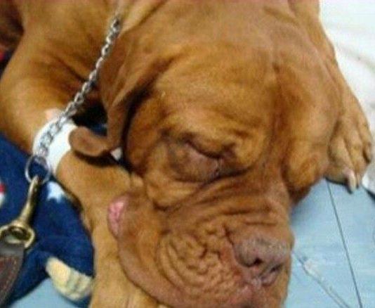 Non ha soldi per pagare veterinario, cane muore