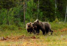 Runner ucciso da orso, sospeso abbattimento