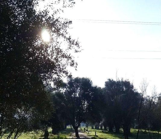 Rosarno – RoPAM annuncia apertura del Parco Archeologico