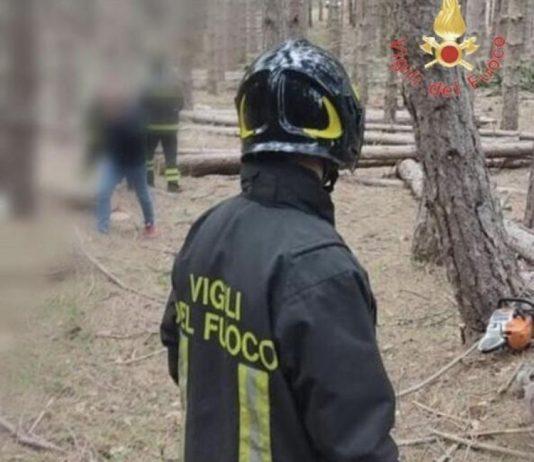 Calabria – travolto da albero che stava tagliando: muore 33enne