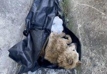 Cane chiuso in un sacco e gettato vivo in un canale, individuati autori: sono due donne