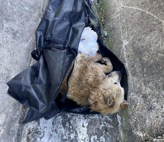Cane chiuso in un sacco e gettato vivo in un canale, individuati autori: sono due donne