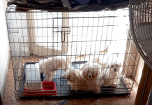 Undici cani sequestrati da Guardie zoofile. Vivevano in condizioni igienico sanitario estreme