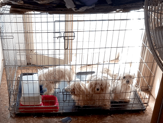 Undici cani sequestrati da Guardie zoofile. Vivevano in condizioni igienico sanitario estreme