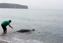 Tartaruga liuto soccorsa nei mari calabresi