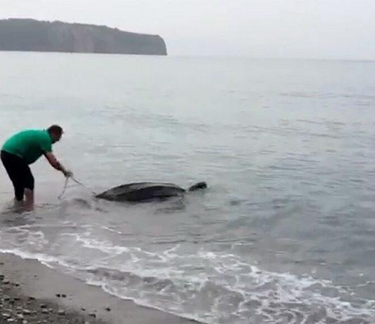Tartaruga liuto soccorsa nei mari calabresi