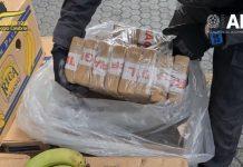 Sequestro record al Porto di Gioia Tauro, trovati 2734 kg di cocaina tra le banane