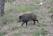 Peste suina – Occhiuto istituisce 26 “zone infette” nel reggino