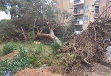 Avvocato morto schiacciato da un albero, avviata inchiesta