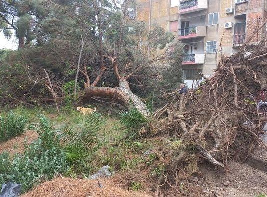 Tragedia a Reggio Calabria: uomo muore schiacciato da albero