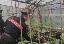 Coltivavano marijuana tra pomodori, denunciata coppia