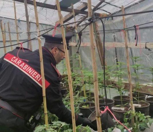 Coltivavano marijuana tra pomodori, denunciata coppia