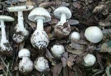 Calabria: mangiano funghi velenosi, intossicati coniugi