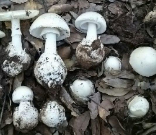 Calabria: mangiano funghi velenosi, intossicati coniugi