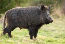 Anziano aggredito da cinghiale