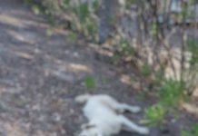 San Ferdinando: allarme cani avvelenati