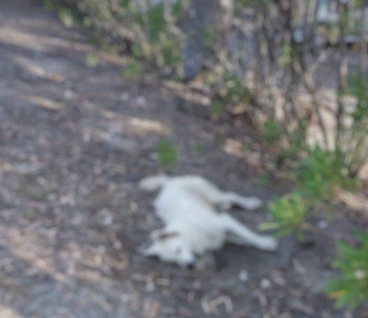 San Ferdinando: allarme cani avvelenati