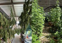 Produzione di sostanze stupefacenti, arrestata famiglia