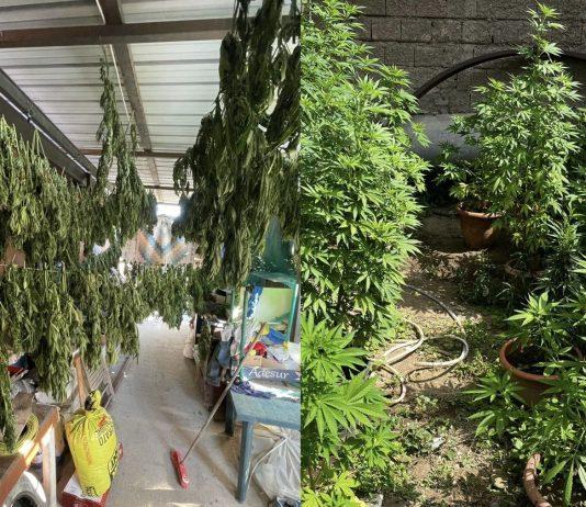 Produzione di sostanze stupefacenti, arrestata famiglia