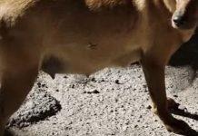 Cagnolina lasciata morire tra atroci sofferenze, ENPA e Lav diffidano comune Cinquefrondi