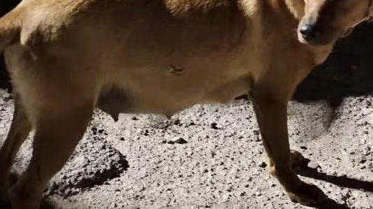 Cagnolina lasciata morire tra atroci sofferenze, ENPA e Lav diffidano comune Cinquefrondi