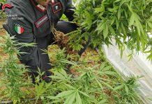 Piantagione di marijuana scoperta nel reggino – arrestato 49enne