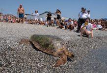 Liberazione di una tartaruga marina, Rea Torna a Casa – Centro Recupero Tartarughe Marine di Brancaleone